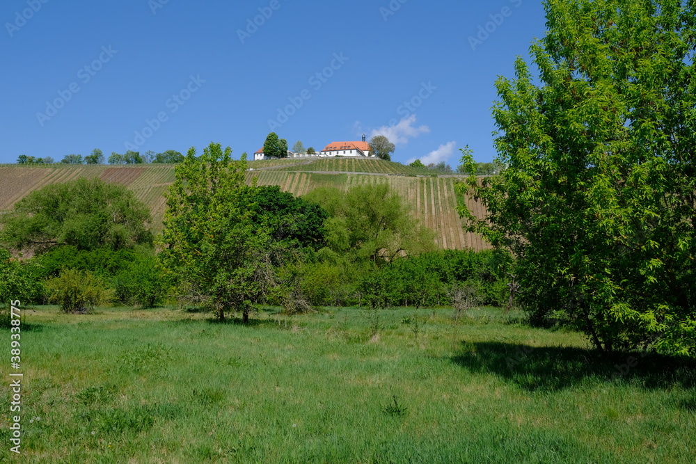 Fototapeta premium Blick zur Vogelsburg und den Weinbergen an der Volkacher Mainschleife von der Nordheimer Au und dem Main, Unterfanken, Bayern, Deutschland