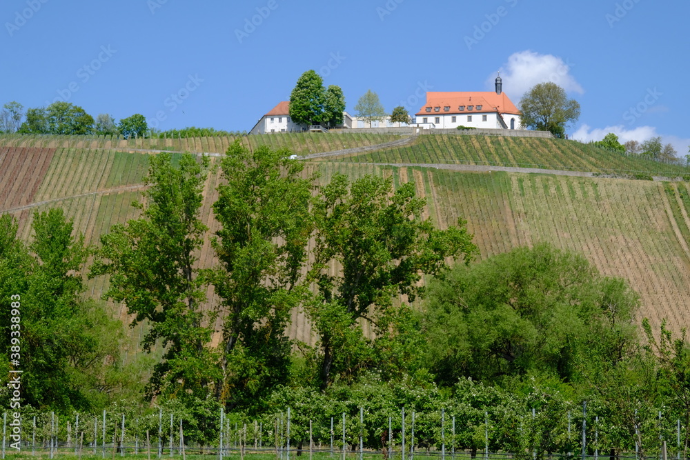 Blick zur Vogelsburg und den Weinbergen an der Volkacher Mainschleife von der Nordheimer Au und dem Main, Unterfanken, Bayern, Deutschland