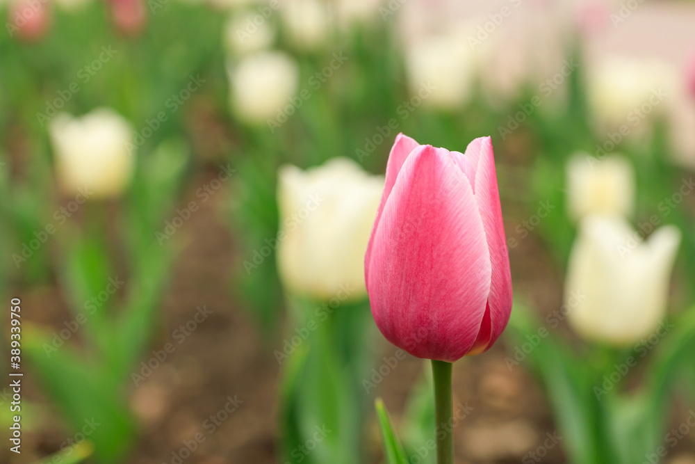 close-up of a pink tulip against a background of white tulips close-up of a pink tulip against a background of white tulips