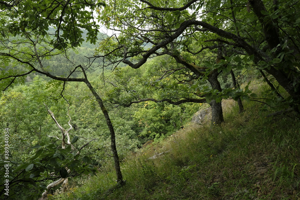 NSG Gangolfsberg in der Kernzone des Biosphärenreservat Rhön, Bayerischen Rhön, Landkreis Rhön-Grabfeld, Unterfranken, Bayern, Deutschland NSG Gangolfsberg in der Kernzone des Biosphärenreservat Rhön, Bayerischen Rhön, Landkreis Rhön-Grabfeld, Unterfranken, Bayern, Deutschland