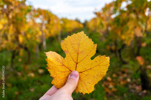 Bright yellow leaf with vineyards in the background