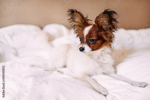 A beautiful puppy papillon white with red-brown lies in bed on a white sheet and looks to the side. Little decorative dog. Copyspace 