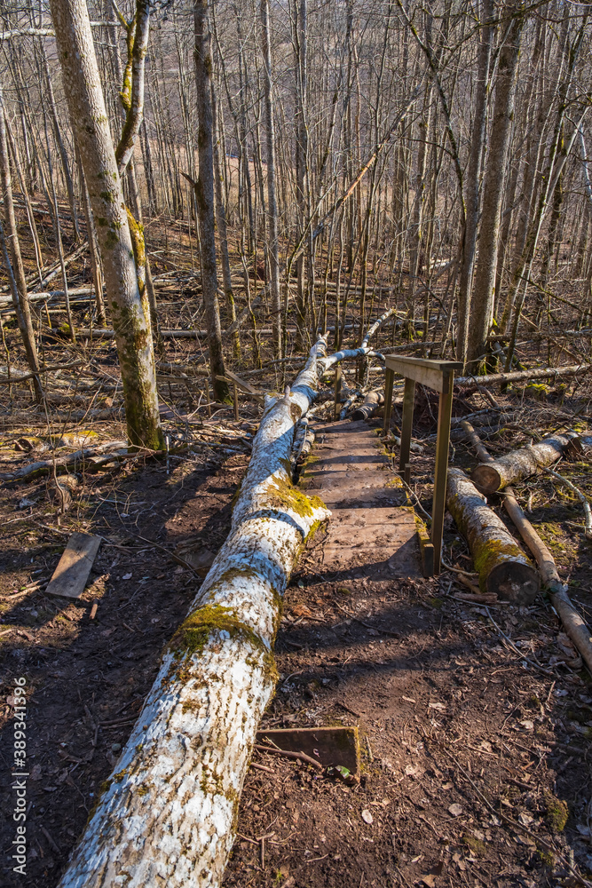 Fallen tree trunk on a path in the forest