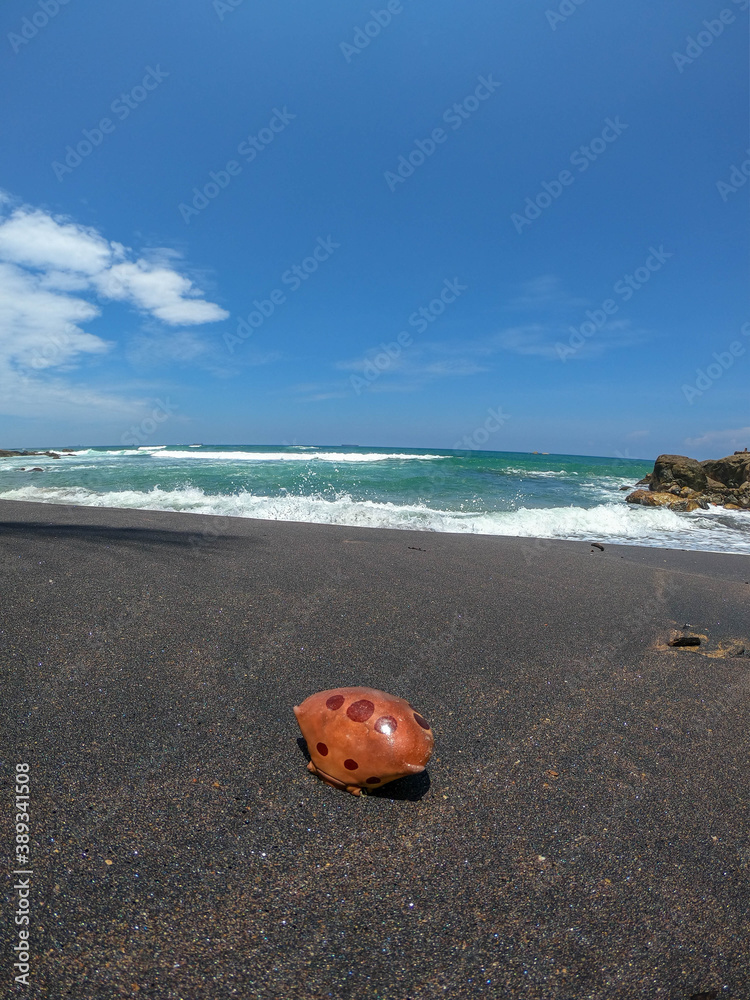 Obraz premium crab shell on a beach