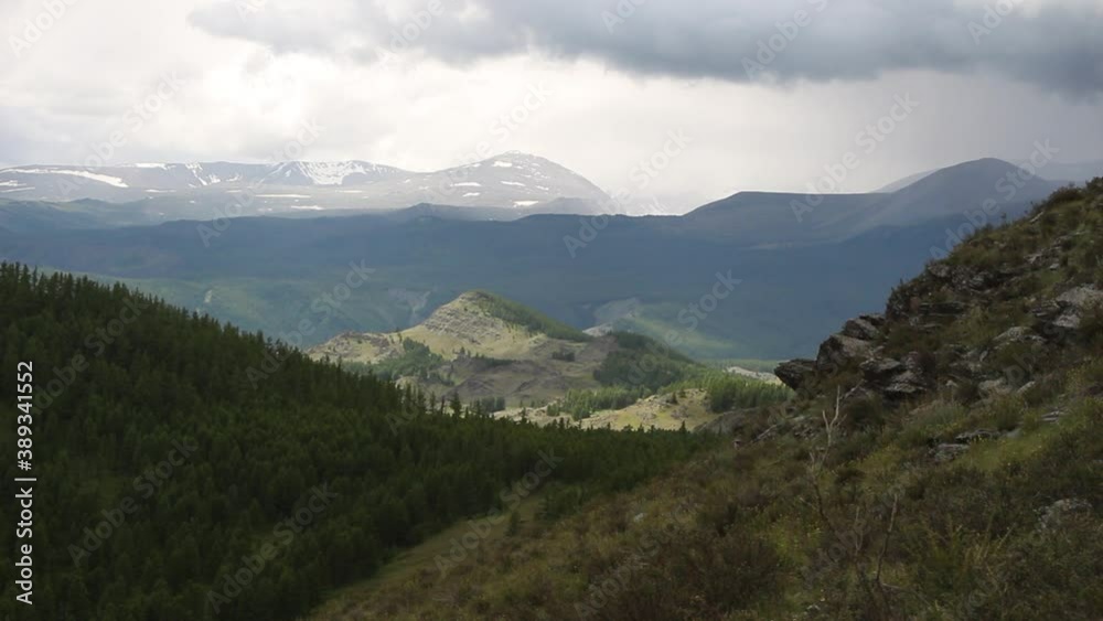 spruce pine trees grow in  forest against the background of mountains  hills and blue sky