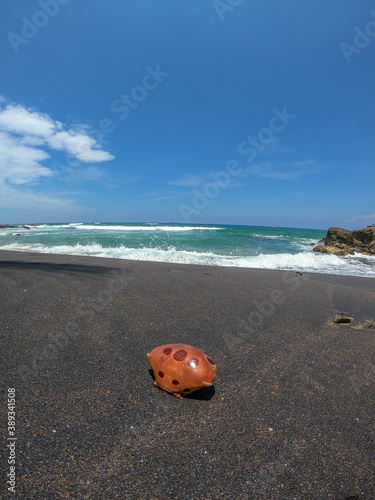 crab shell on a beach