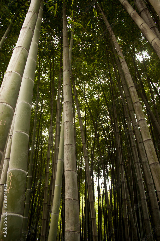 tight bamboo forest, bamboo tight bamboo forest, bamboo