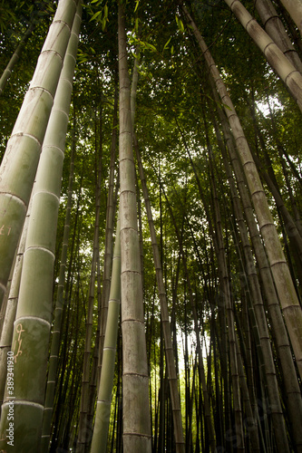 tight bamboo forest, bamboo