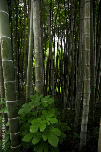 tight bamboo forest, bamboo