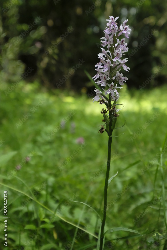 Fuch´s Knabenkraut, Fuch´s Fingerknabenkraut, Fuch´s Fingerwurz, Dactylorhiza fuchsii,