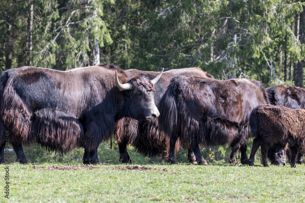 Fototapeta premium Close up of a wild European Buffalo Bison in Jura