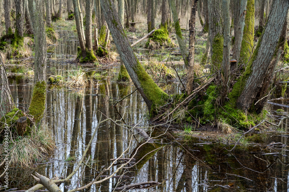 Mystischer Darßer Urwald im Frühling, Nationalpark Vorpommersche Boddenlandschaft, Mecklenburg Vorpommern, Deutschland