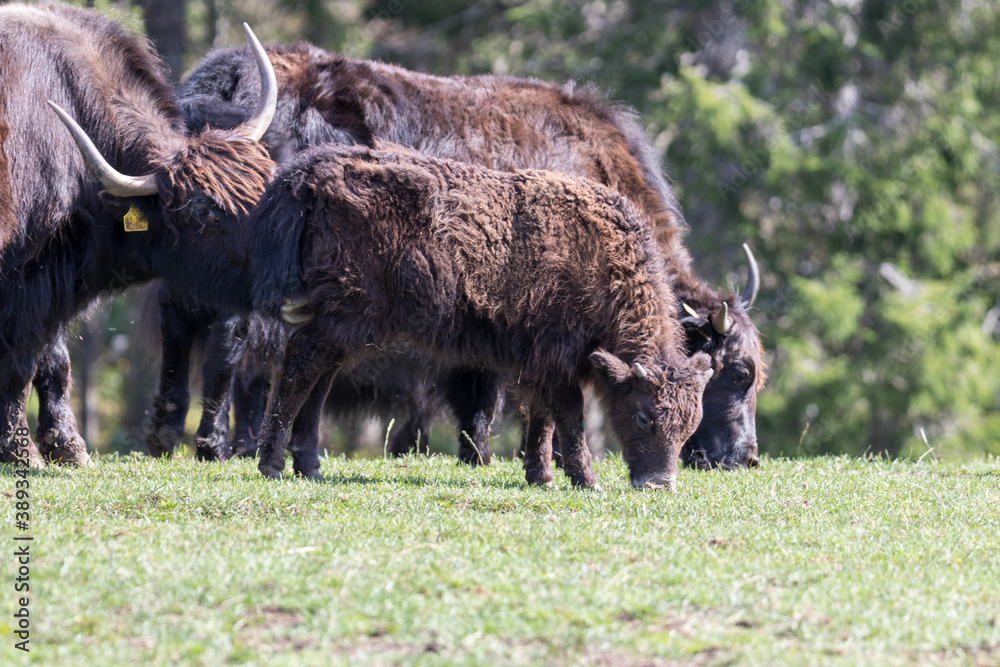 Close up of a wild European Buffalo Bison in Jura Close up of a wild European Buffalo Bison in Jura