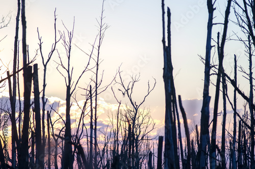 Krajobraz kolorowy zachód słońca nad obumarłym wyniszczonym przez kormorany lasem z przelatującym orłem