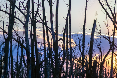 Krajobraz kolorowy zachód słońca nad obumarłym wyniszczonym przez kormorany lasem 