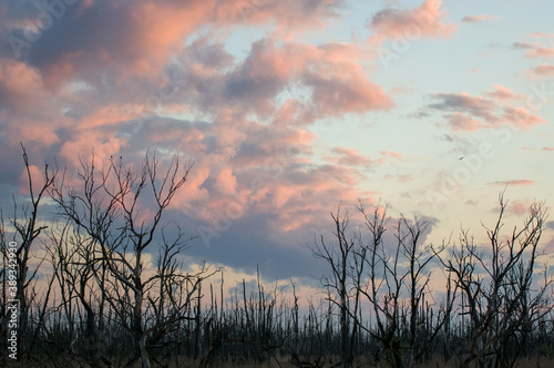 Krajobraz kolorowy zachód słońca na obumarłym wyniszczonym przez kormorany lasem © Monika