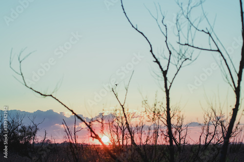 Krajobraz kolorowy zachód słońca nad obumarłym wyniszczonym przez kormorany lasem