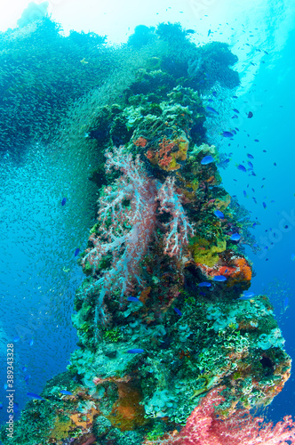 Wreck  coral and fish