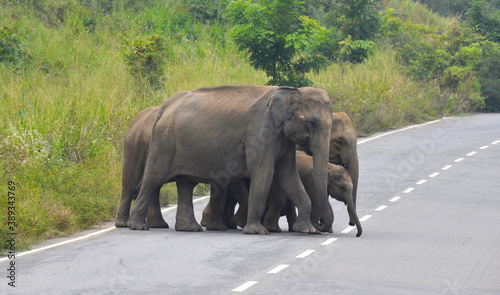 Elefantes asiaticos cruzando una carretera dentro del parque nacional de Maduru Oya en Sri Lanka photo