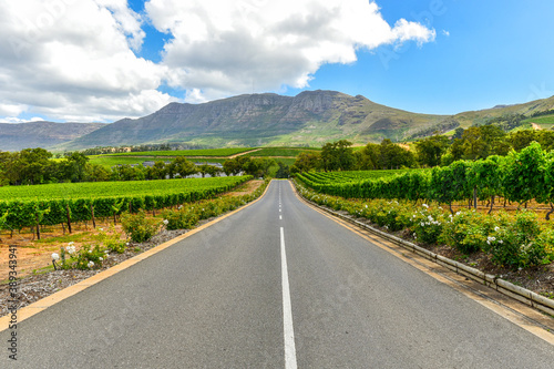 Winelands & Grapes Farms in Western Cape, South Africa are among mostly visited sites in the region photo