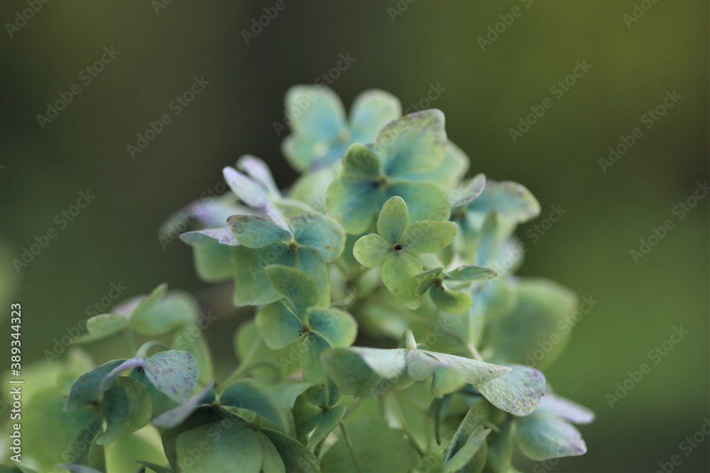 Hortensienblüte hellblau, zart, Hydrangea paniculata Hortensienblüte hellblau, zart, Hydrangea paniculata