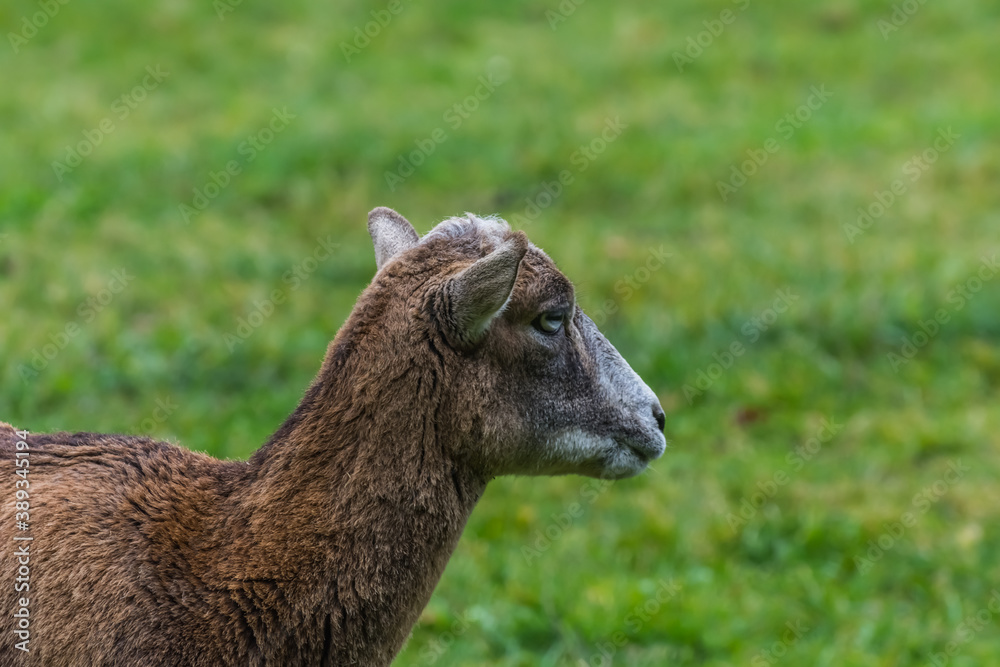female mouflon stands and looks side view