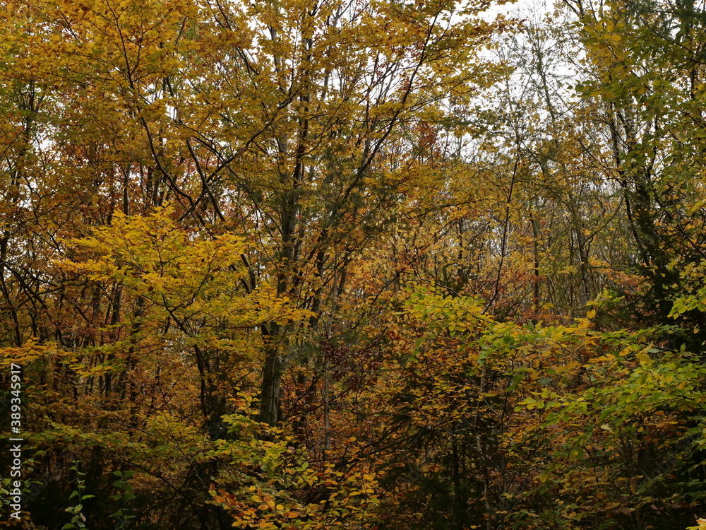 Herbstwald bei Nonnweiler