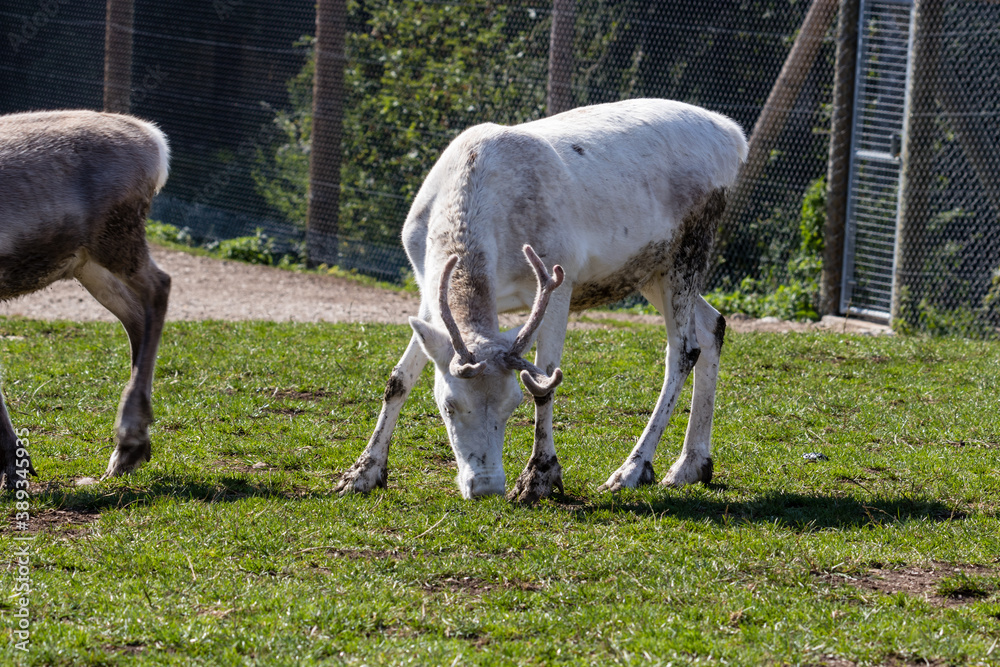 Obraz premium White Reindeer eating grass