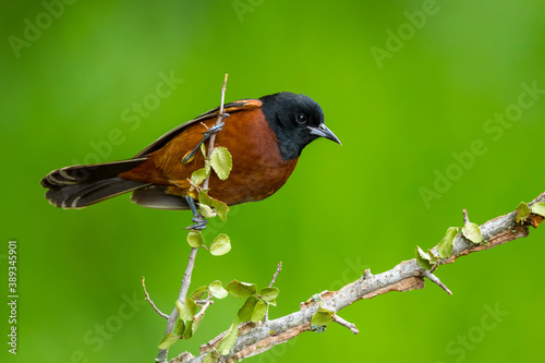 Photos Orchard Oriole, Icterus spurius