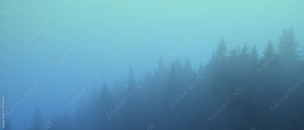Fototapeta premium misty landscape with fir forest covered in blue fog