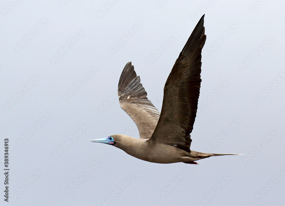 Obraz premium Red-footed Booby, Sula sula websteri