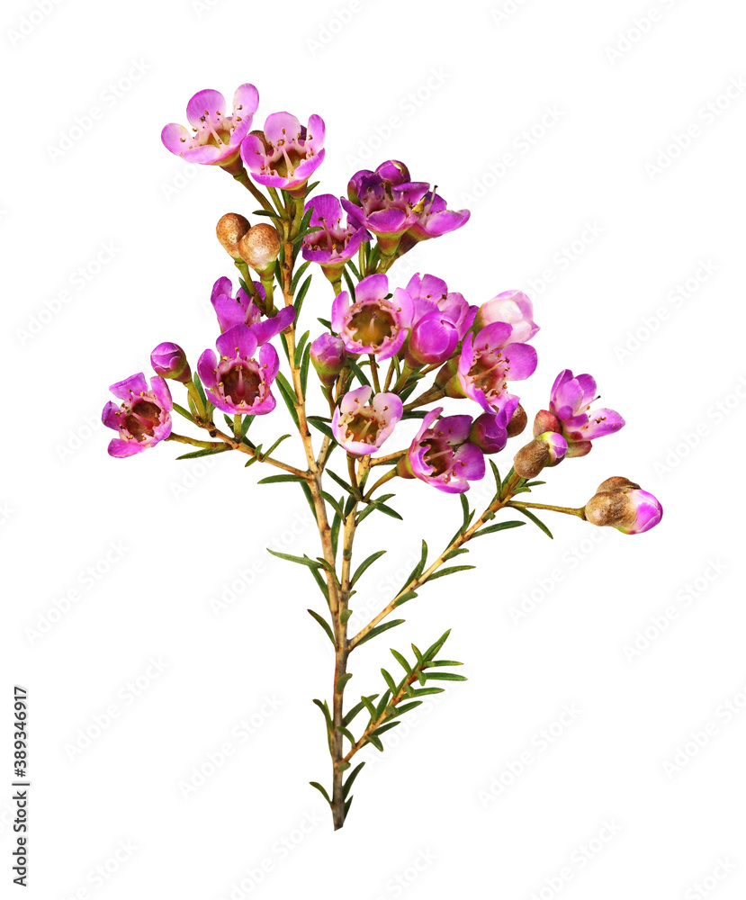 Twig of pink chamelaucium flowers Twig of pink chamelaucium flowers