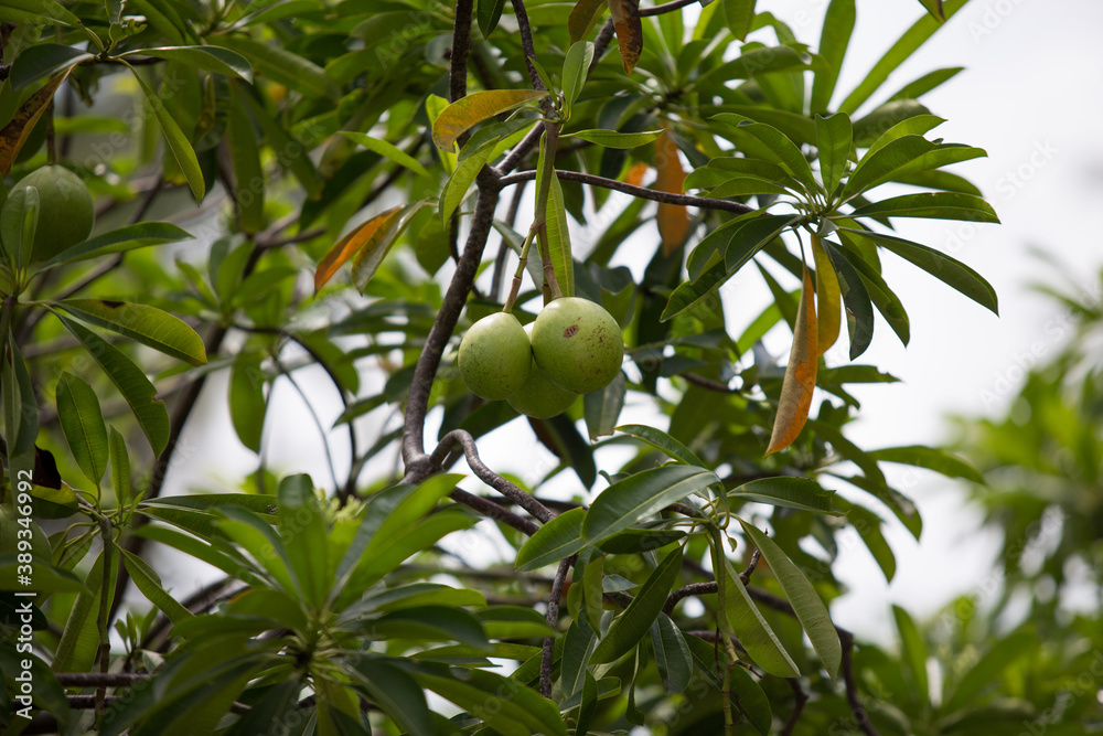 Fruit of the Sal tree Stock Photo | Adobe Stock