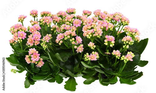 Shrubs of kalanchoe flowers photo