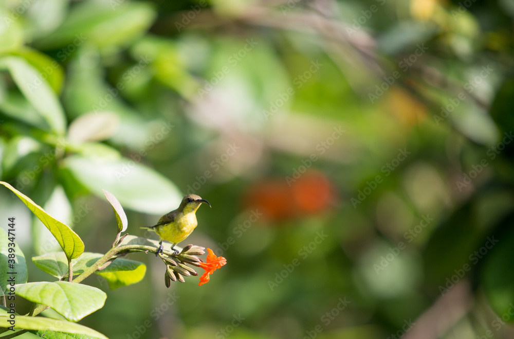 The little spiderhunter is a species of long-billed nectar-feeding bird in the family Nectariniidae found in the moist forests of South and Southeast Asia. The little spiderhunter is a species of long-billed nectar-feeding bird in the family Nectariniidae found in the moist forests of South and Southeast Asia.