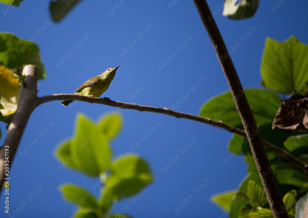 The little spiderhunter is a species of long-billed nectar-feeding bird in the family Nectariniidae found in the moist forests of South and Southeast Asia. The little spiderhunter is a species of long-billed nectar-feeding bird in the family Nectariniidae found in the moist forests of South and Southeast Asia.