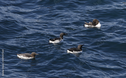 Common Guillemot, Uria aalge