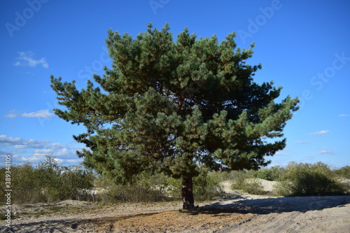 pine tree on a hill