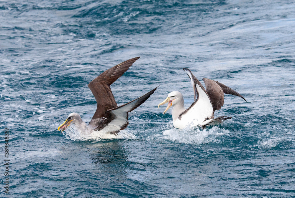Northern Buller's Albatross, Thalassarche bulleri platei Northern Buller's Albatross, Thalassarche bulleri platei