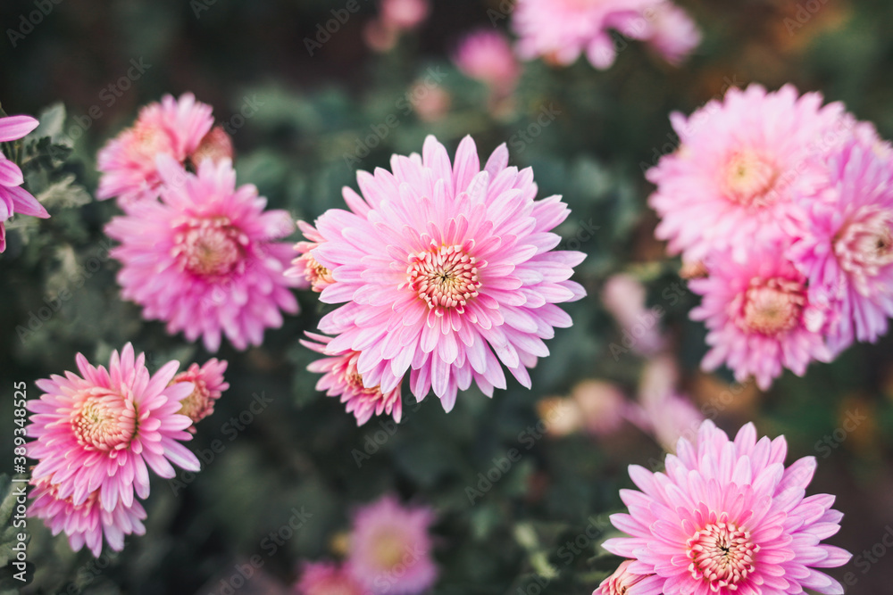 pink chrysanthemum flowers pink chrysanthemum flowers