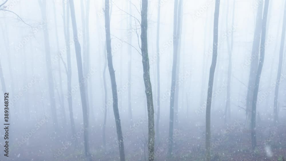 Dreamy snow falling in foggy woods landscape.