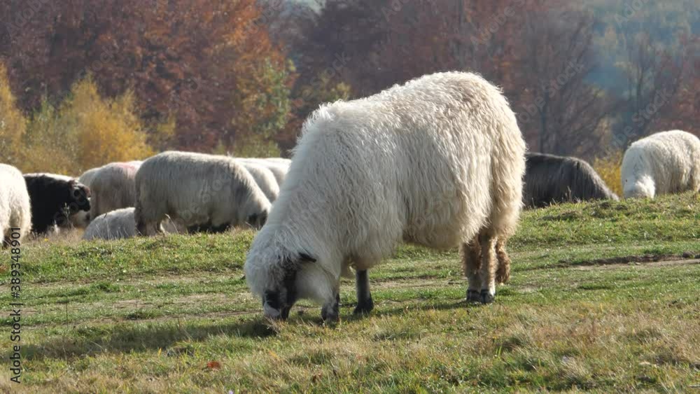 Sheep are the most common animals used by cattle breeders in BiH, because they give wool, cheese, milk, meat Sheep are the most common animals used by cattle breeders in BiH, because they give wool, cheese, milk, meat
