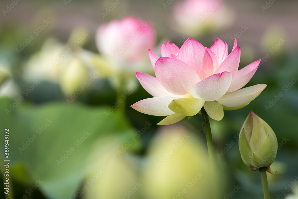 Obraz premium 蓮の花 初夏イメージ