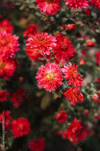 red and white chrysanthemum