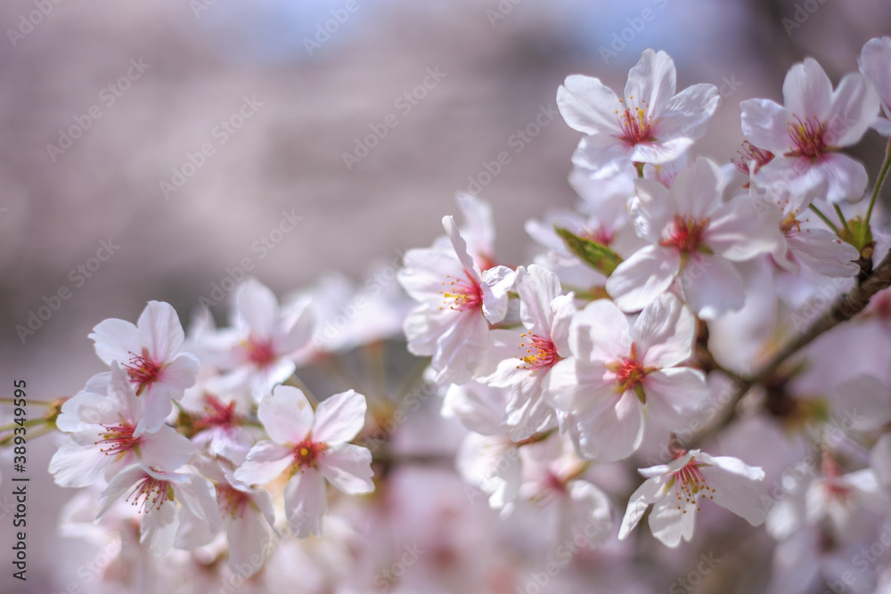 桜の花 春のイメージ 桜の花 春のイメージ
