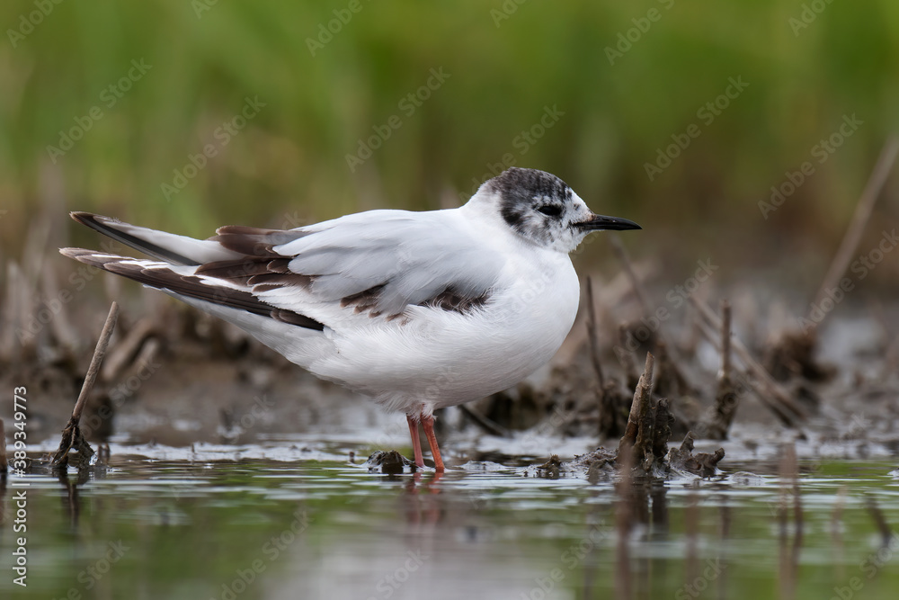Little Gull, Hydrocoloeus minutus Little Gull, Hydrocoloeus minutus