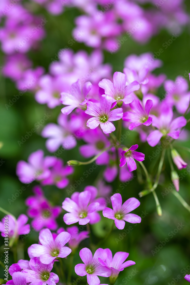 ムラサキカタバミの花 野花 ムラサキカタバミの花 野花