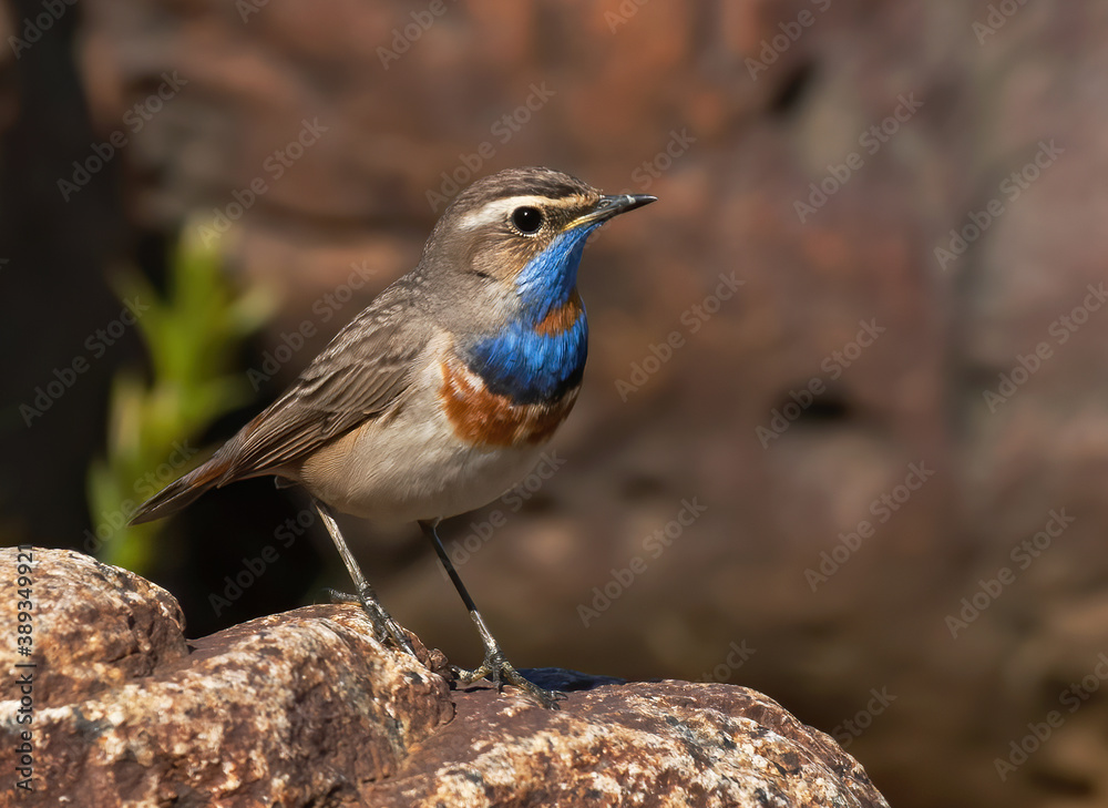 Red-spotted Bluethroat, Luscinia svecica cyanecula Red-spotted Bluethroat, Luscinia svecica cyanecula