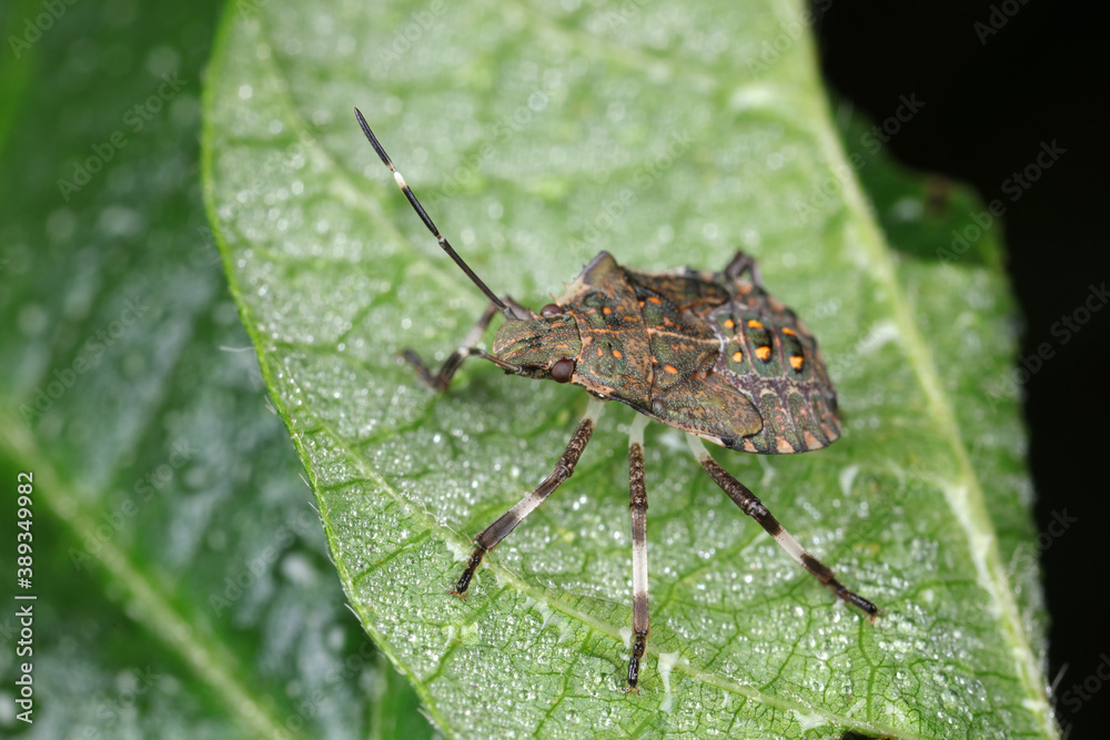 stink bug insects in natural state stink bug insects in natural state