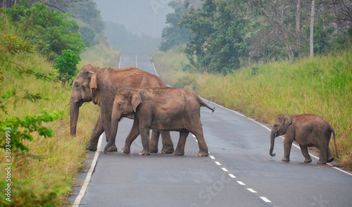 Elefantes asiaticos cruzando una carretera dentro del parque nacional de Maduru Oya en Sri Lanka